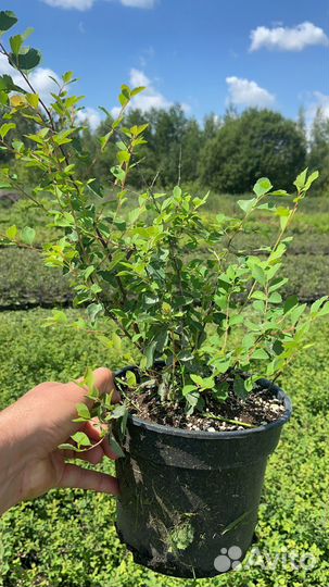 Спирея вангутта