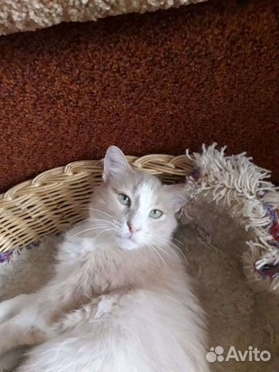 Кошка в дар бесплатно