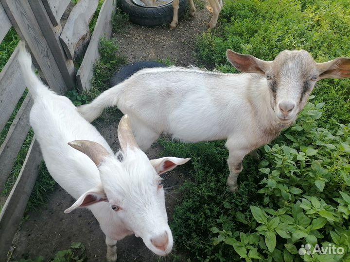 Козлики, 4 месяца