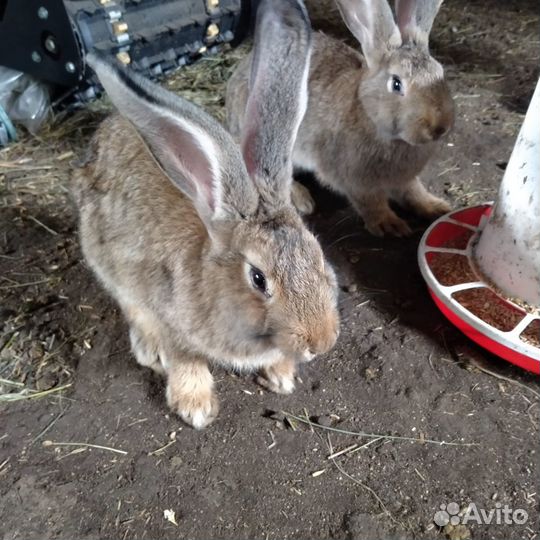 Кролики великаны