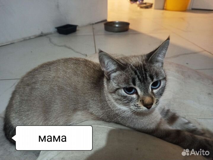 Котята метизы