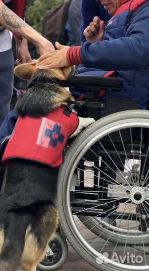 Школа дрессировки собак. Центр канистерапии