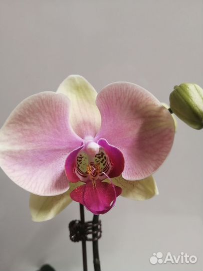 Орхидея фаленопсис