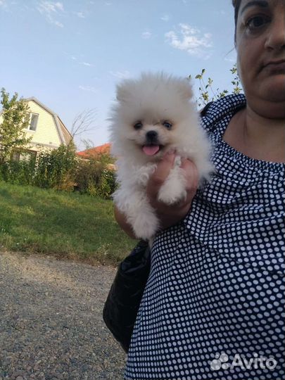 Померанский шпиц мини девочка