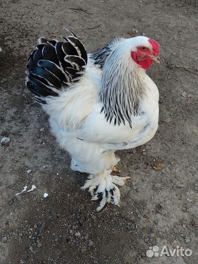 Петух брама