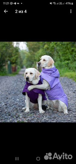 Дождевик для крупной собаки