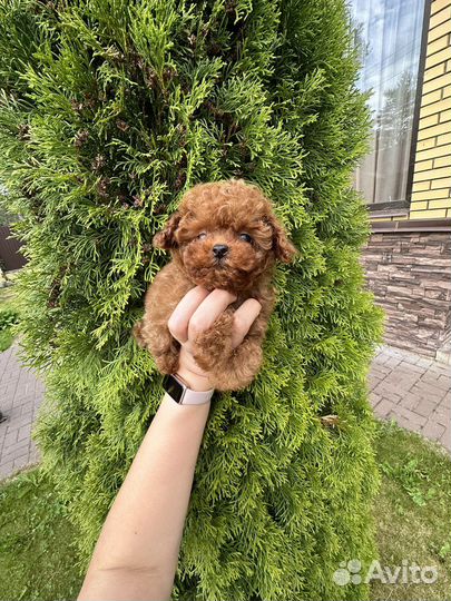 Micro тедди тикап девочка (мальтипу, бишпу, бишон)