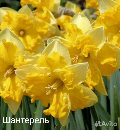 Луковицы нарциссов