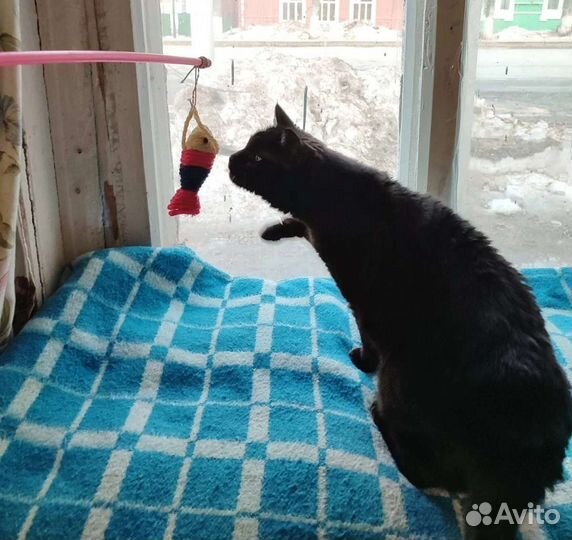 Кошечка Крис в поисках дома