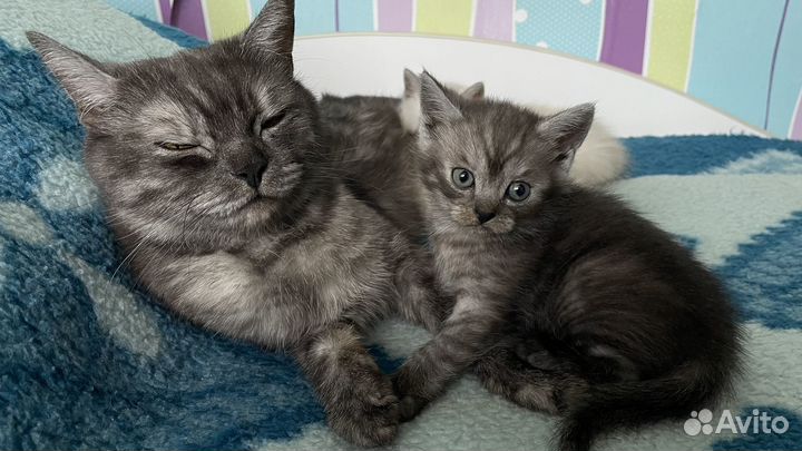 Британские котята