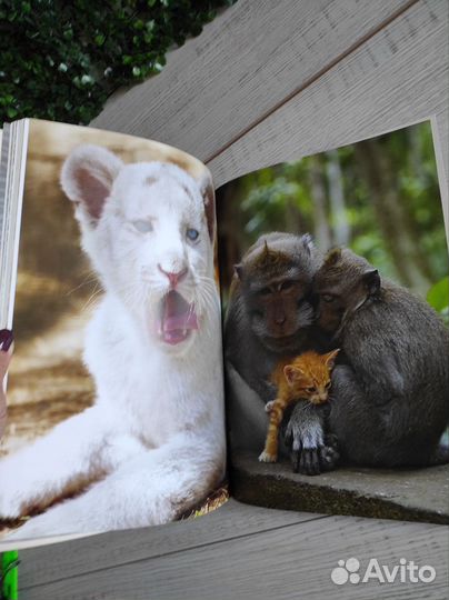 Детские книги раскраски с постерами