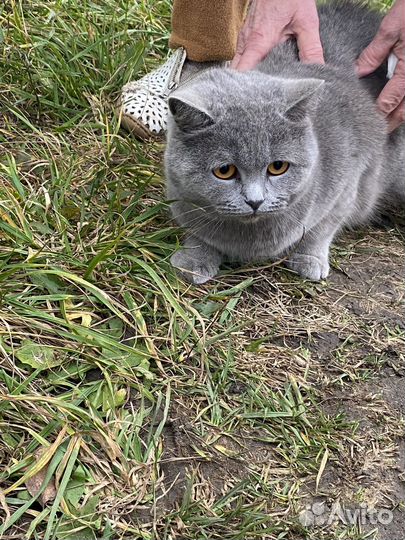 Британка в добрые руки