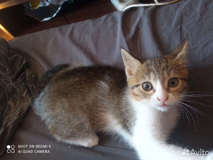 Котята в добрые руки бесплатно