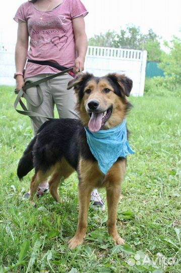 Собака в добрые руки