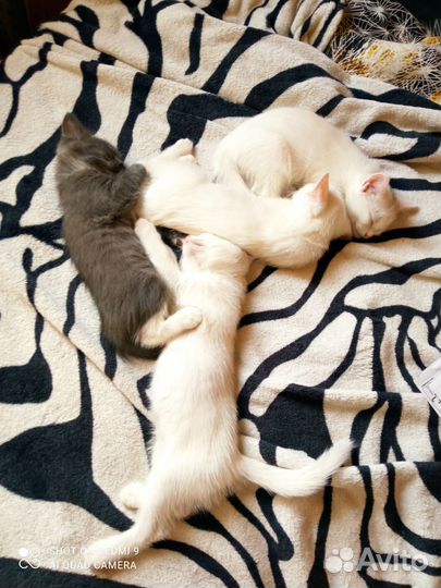 Котята в добрые руки