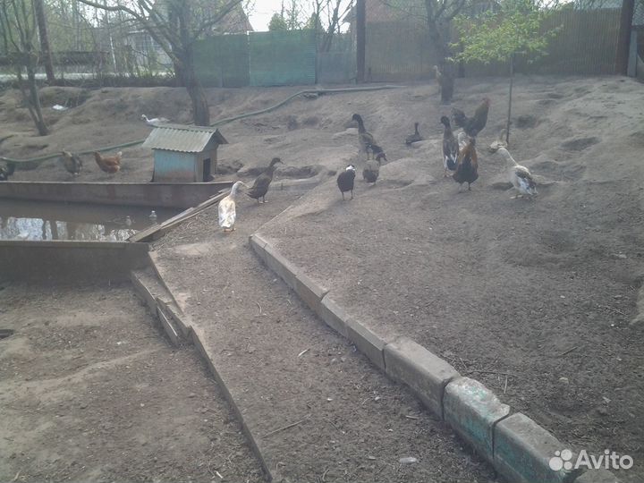 Утки индийский бегунок селезни