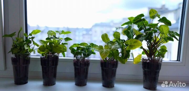 Сингониум пиксия