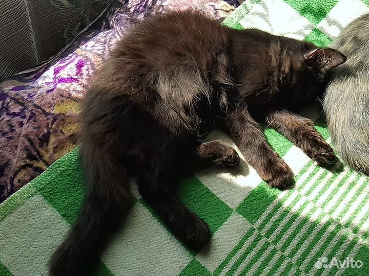 Котята девочки, возраст полгода