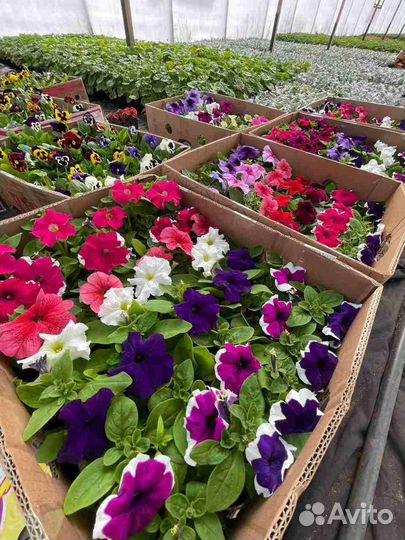 Рассада Петунии Крупноцветковая,вегетативная,ампел