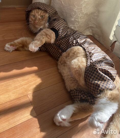 Одежда для маленьких собак