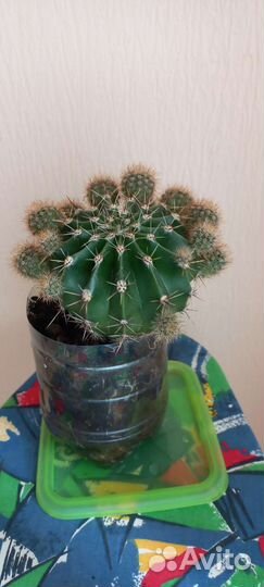 Кактусы и суккуленты