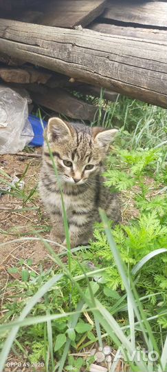 Котятки в добрые руки