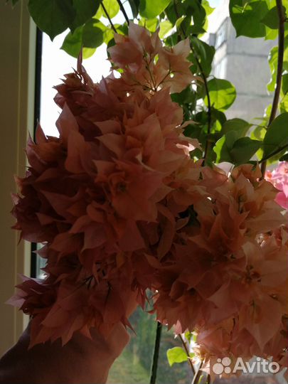 Комнатные растения цветы