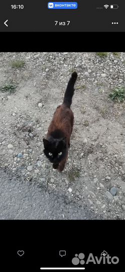 Котики бесплатно