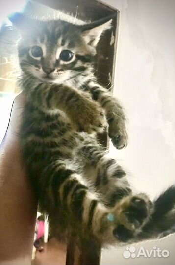 Котята отдам бесплатно