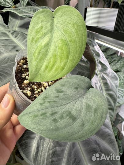 Сциндапсус тату