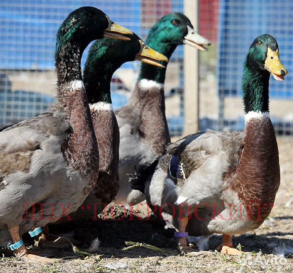 Селезни руанской утки