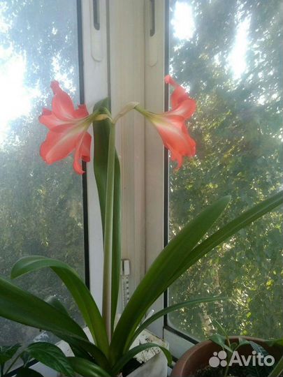 Гиппиаструм