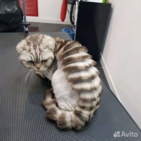 Вычесывание и Стрижка кошек и собак с выездом