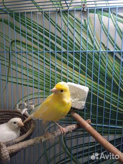 Продам самок