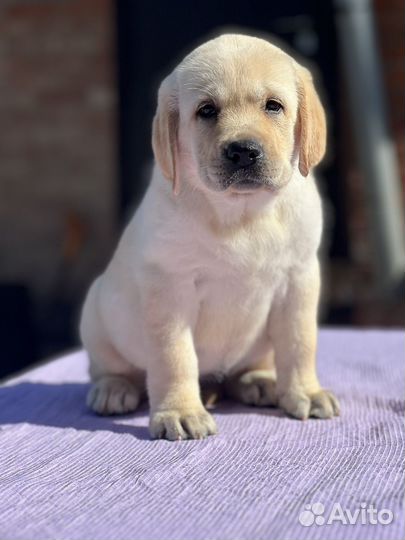 Щенки лабрадора РКФ