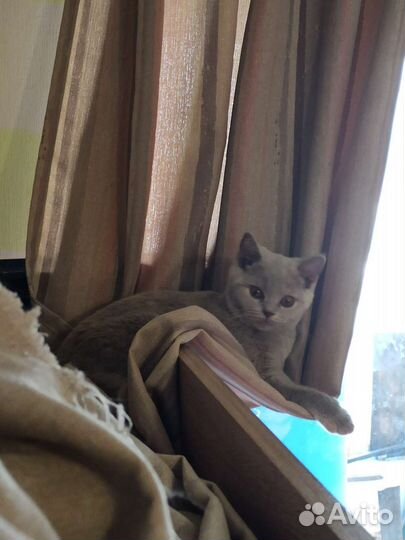 Необычного окраса котейка