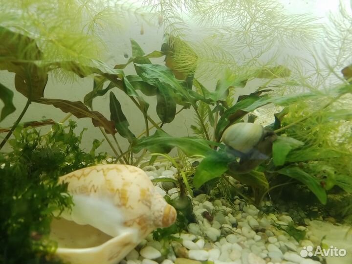 Аквариумные растения