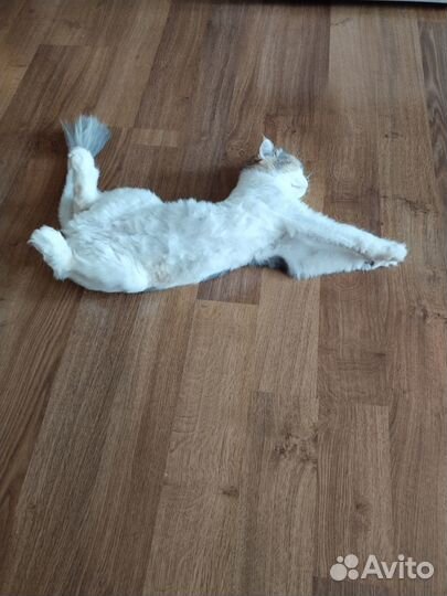 Отдам бесплатно в добрые руки