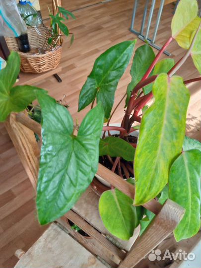 Папоротник нефролепис