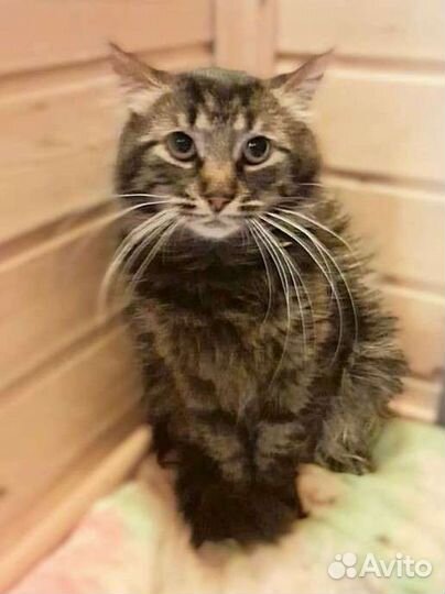 Издевались над котиком