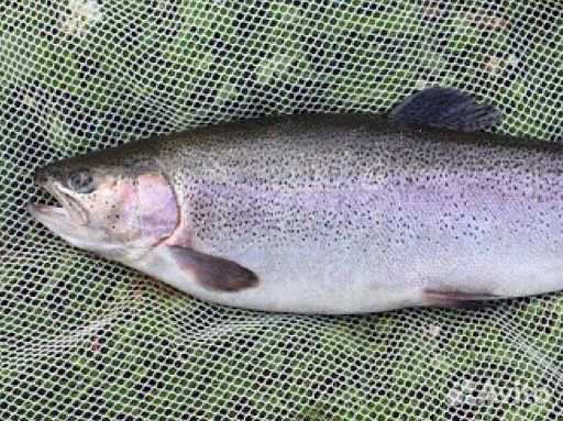 Рыба форель