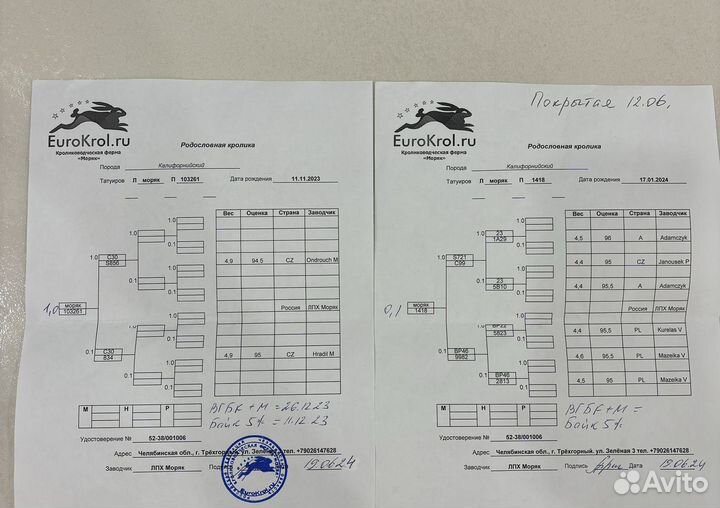 Бесплатная доставка Калифорнийских кроликов