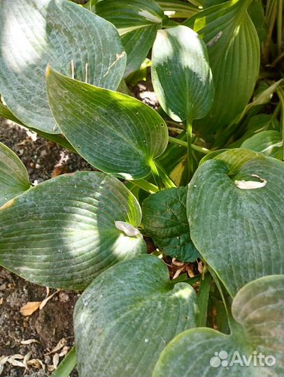 Хоста растение