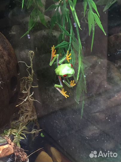 Аквариумные рыбки