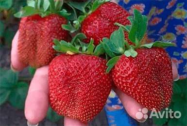 Рассада земляники (виктории) крупноплодной Маршал