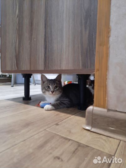 Котенок