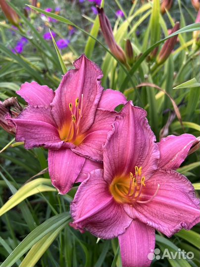 Лилейники сортовые