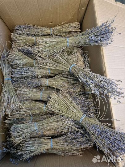 Лаванда сухоцвет