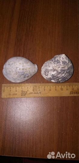 Морские ракушки раковины