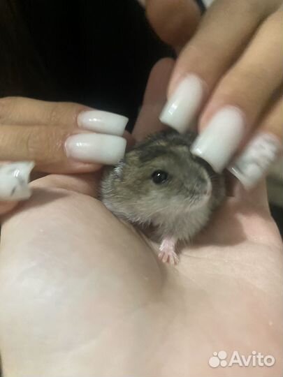 Джунгарский хомяк с клеткой